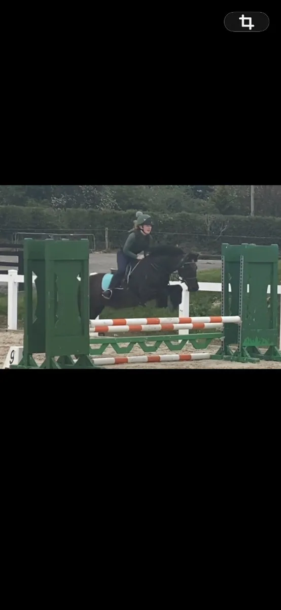 12.2hh Pony - Image 4