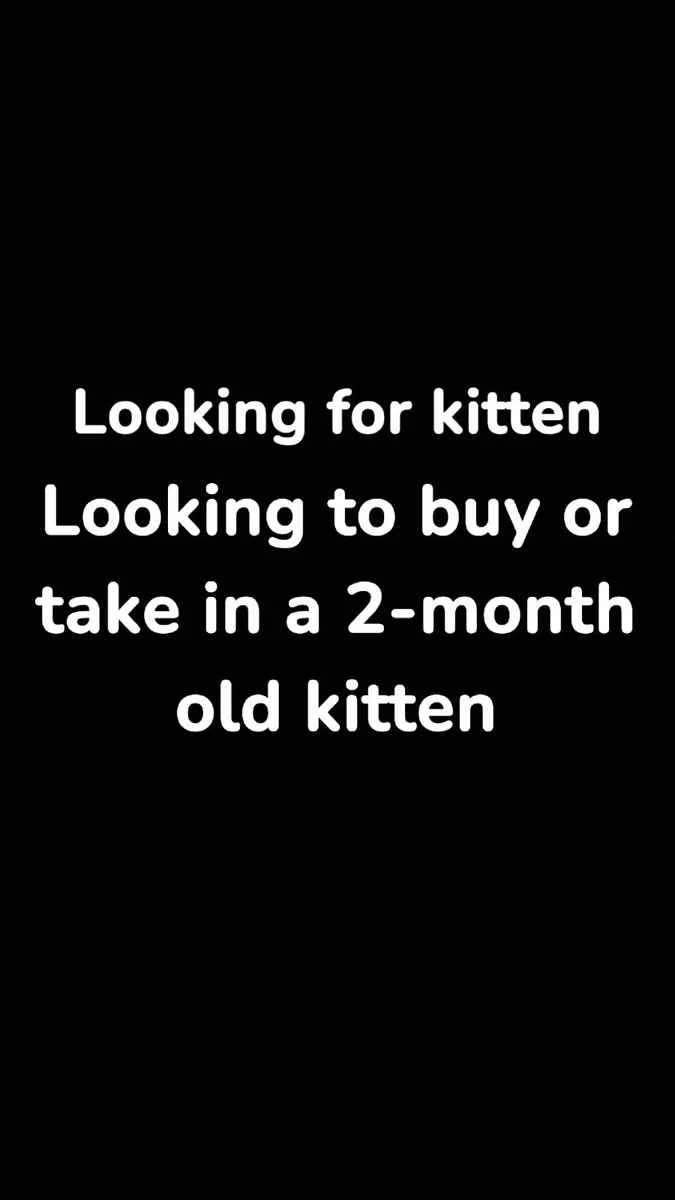 Looking for kitten