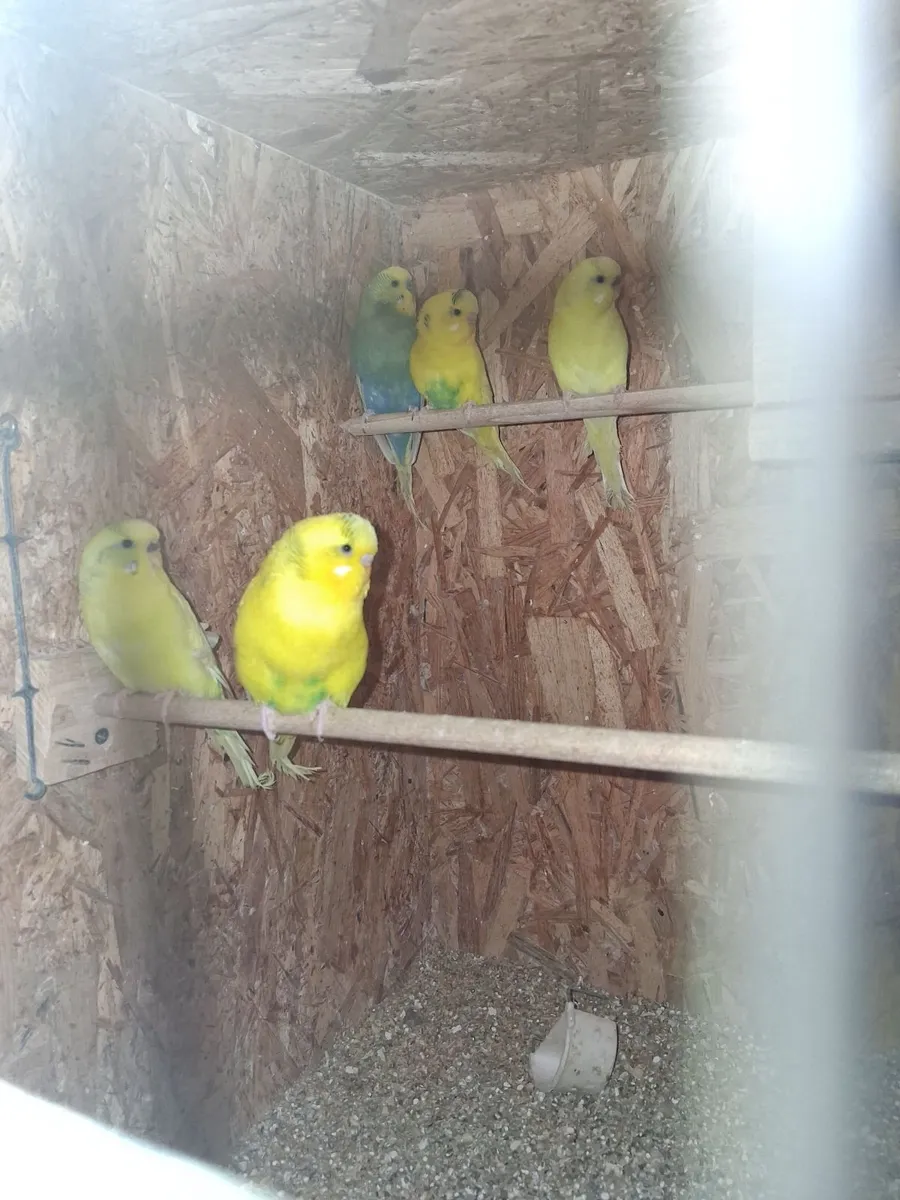 Budgies - Image 2