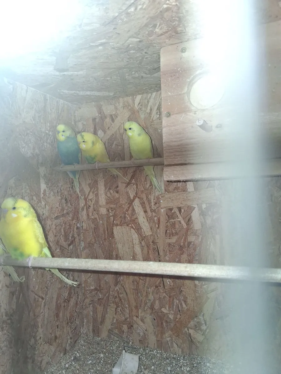 Budgies - Image 3