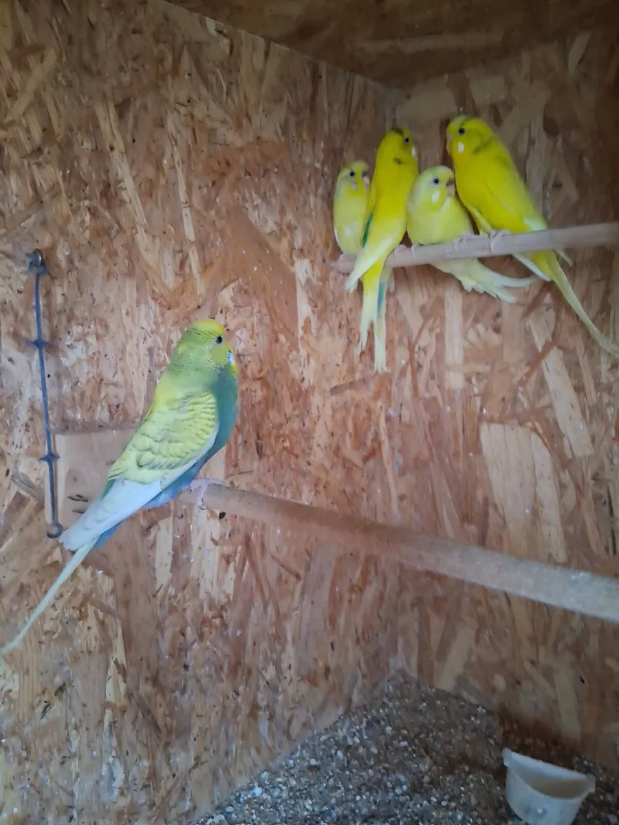 Budgies - Image 4