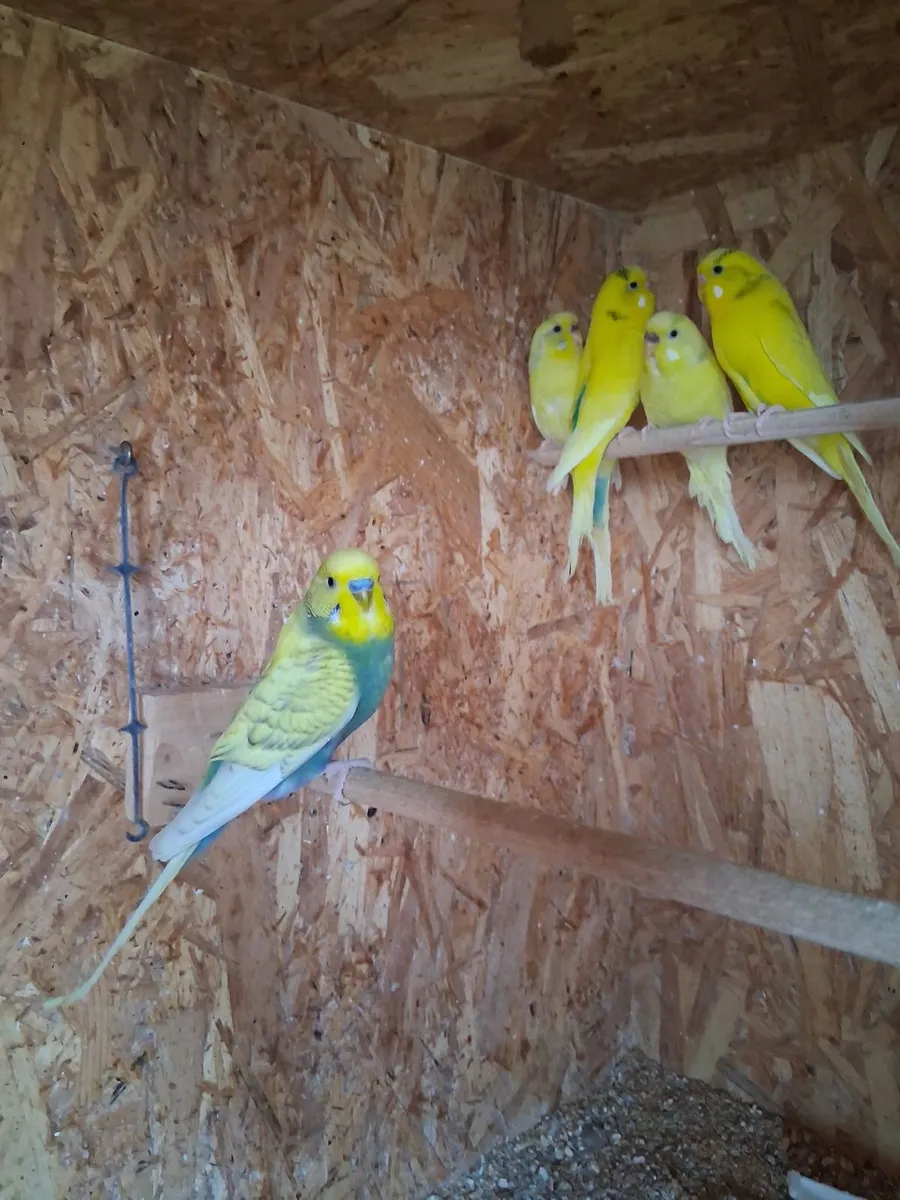 Budgies - Image 1