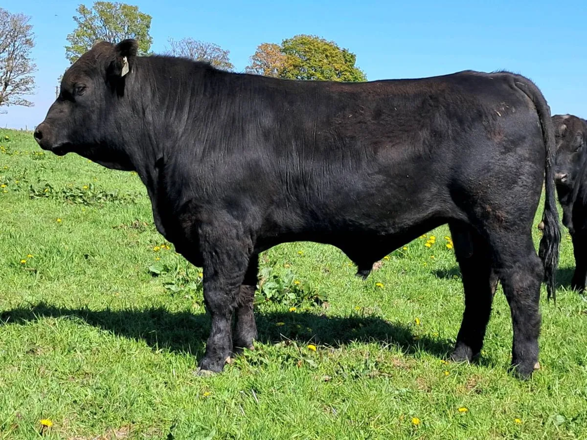 P.B.Reg Aberdeen Angus Bulls - Image 2
