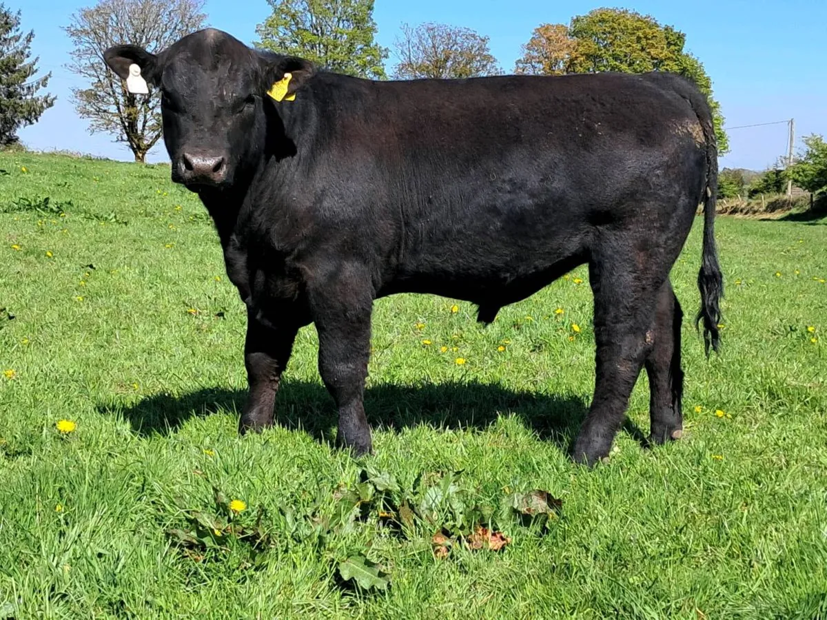 P.B.Reg Aberdeen Angus Bulls - Image 3