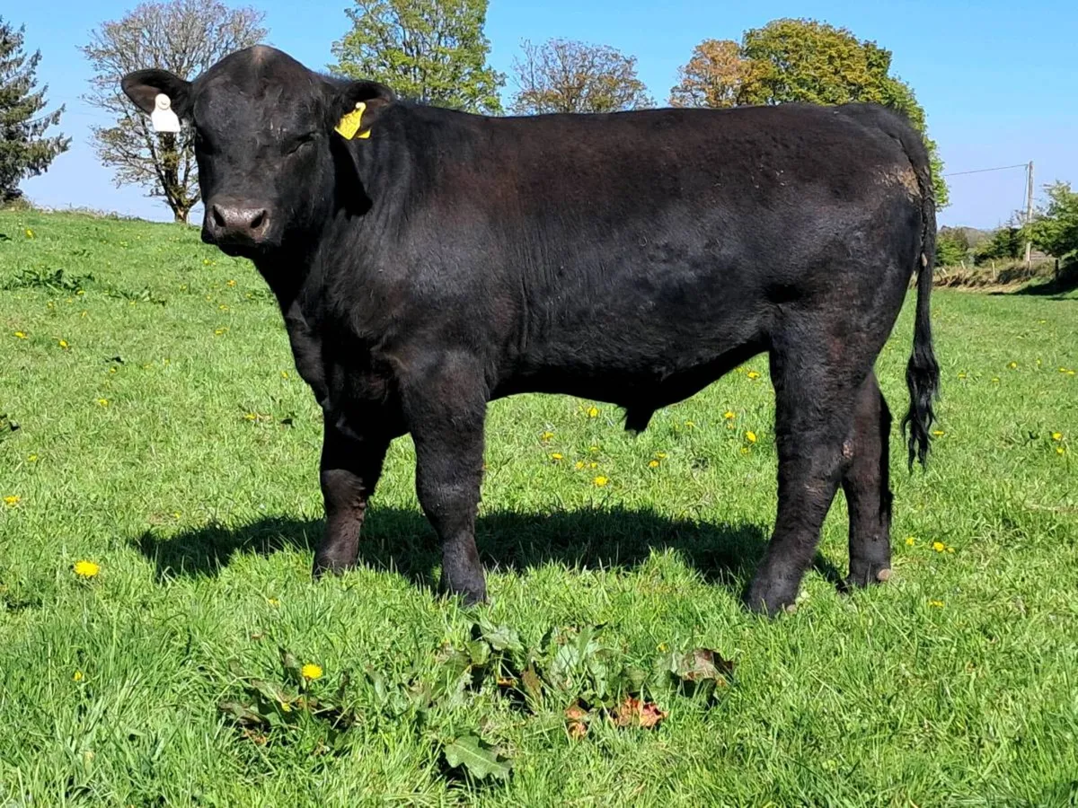 P.B.Reg Aberdeen Angus Bulls - Image 4