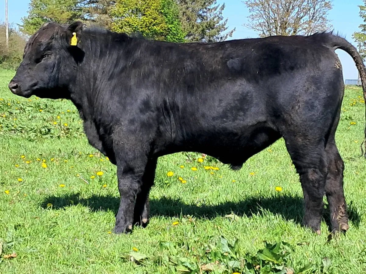 P.B.Reg Aberdeen Angus Bulls - Image 1