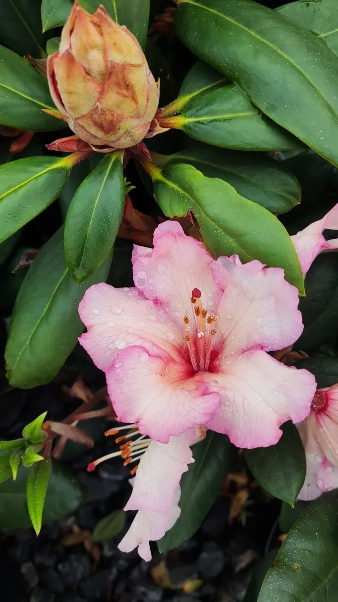 Dwarf Rhododendron 10 euro 6 for 50 euro - Image 2