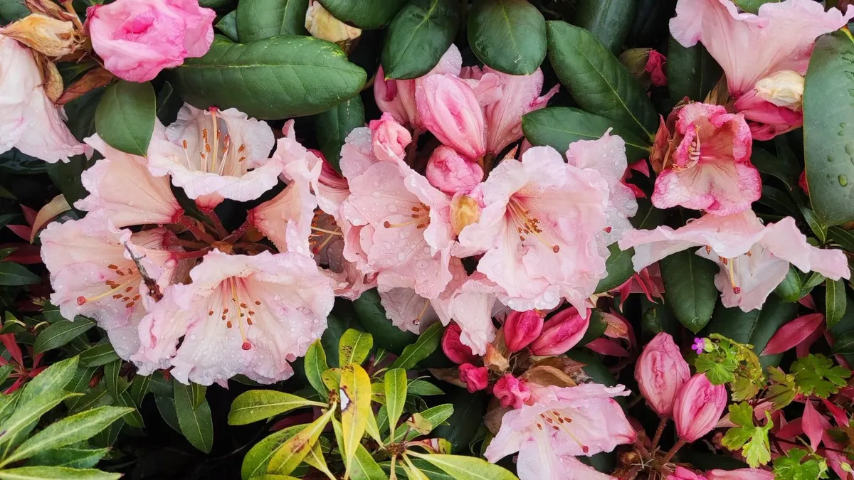 Dwarf Rhododendron 10 euro 6 for 50 euro - Image 4