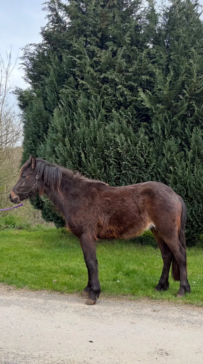 Pony - Image 1