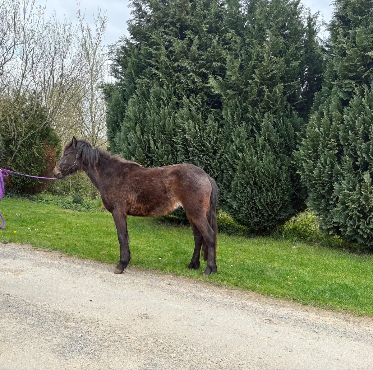 Pony - Image 2