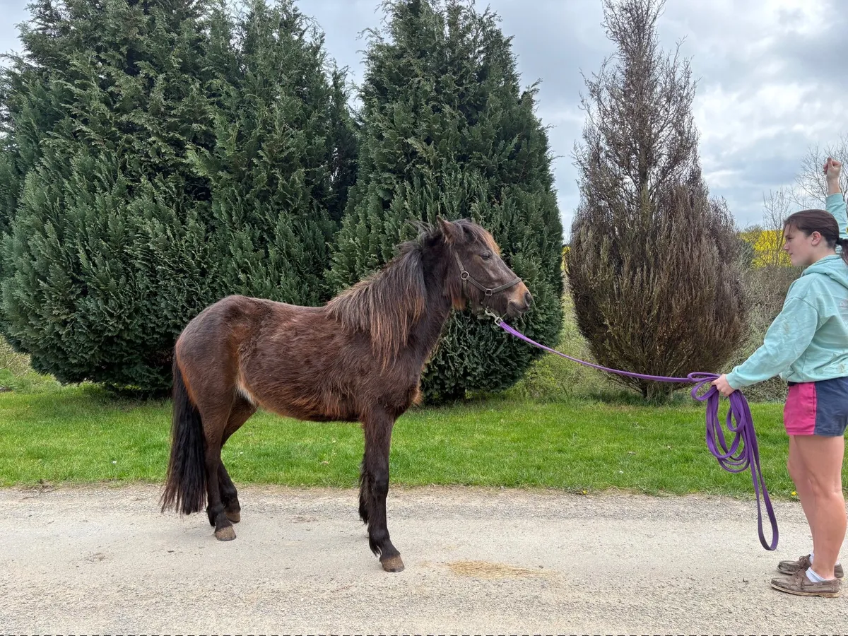 Pony - Image 3
