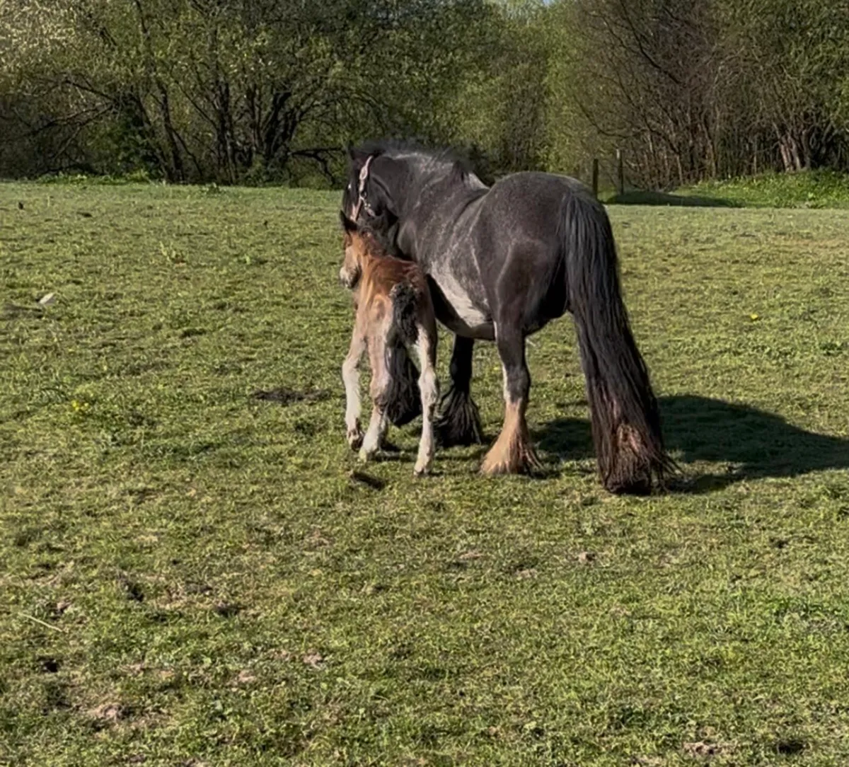 Mare and foal - Image 2