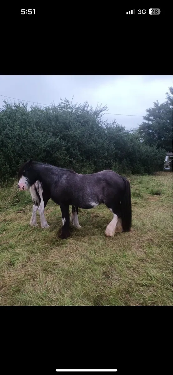 Mare and foal - Image 3