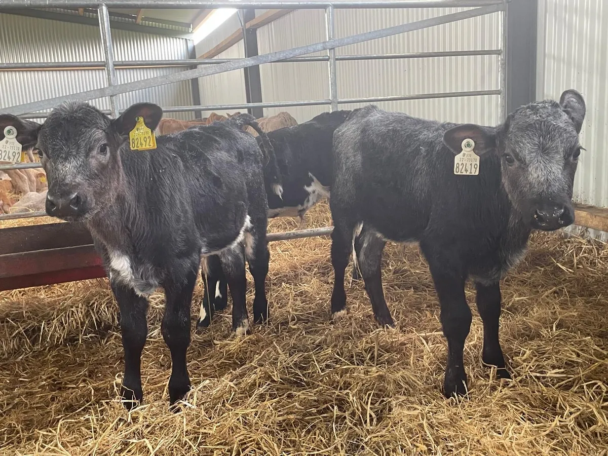 lovely batch of continental bull runners - Image 1