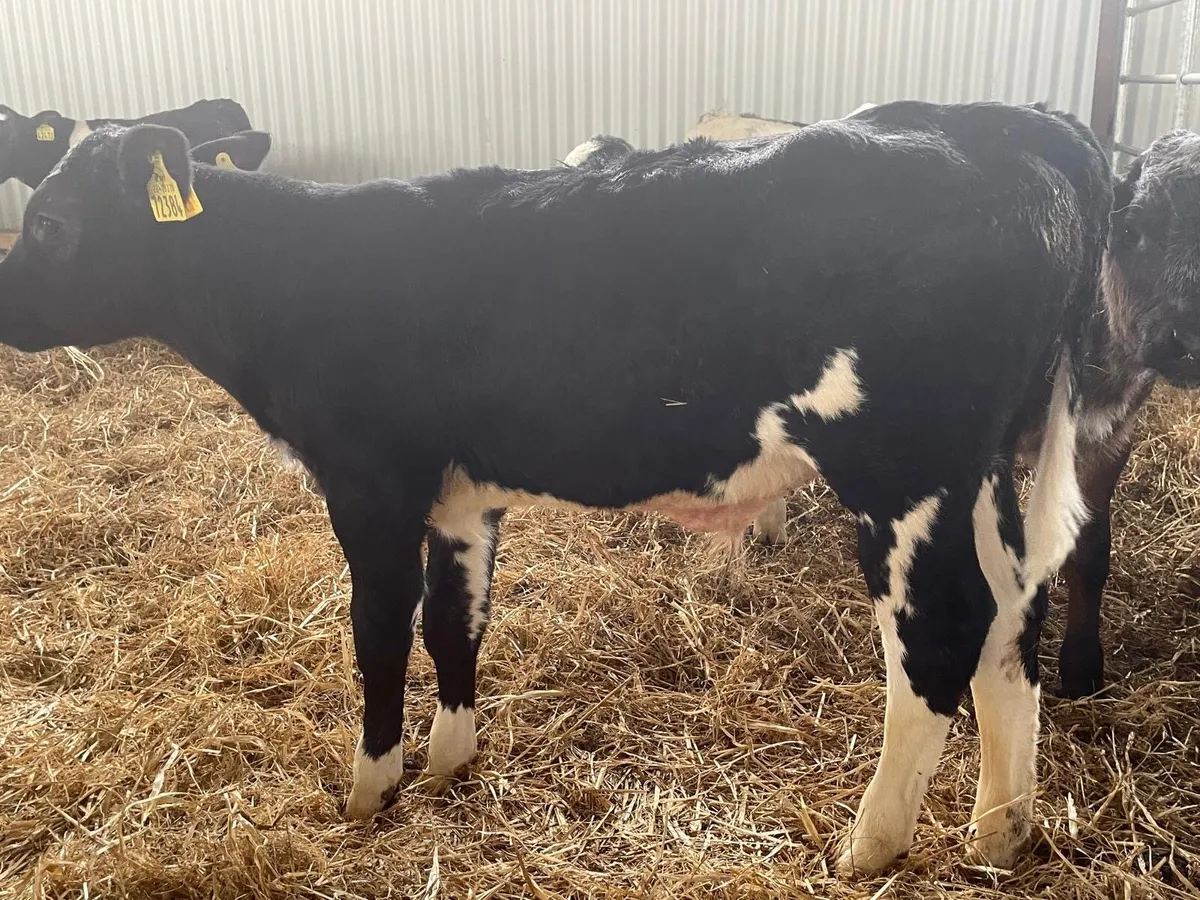 lovely batch of continental bull runners - Image 2