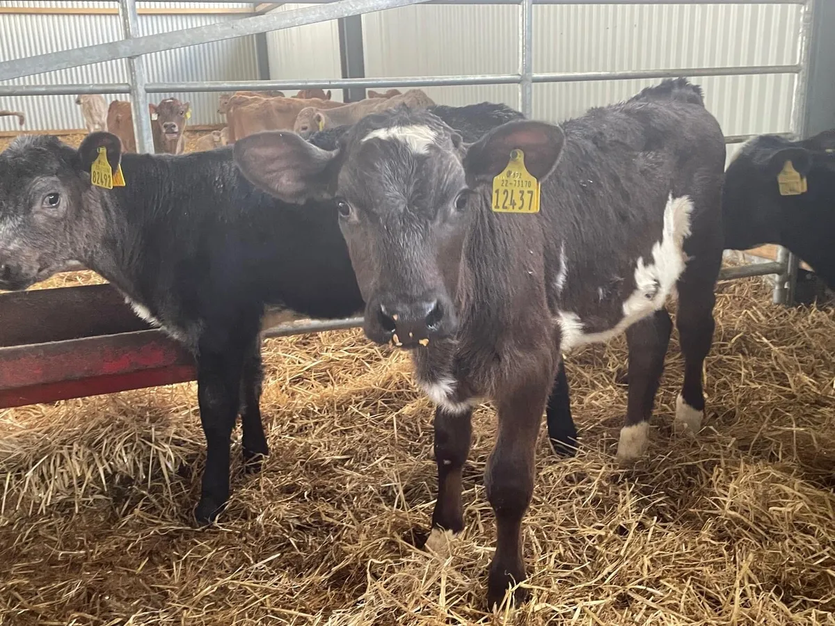 lovely batch of continental bull runners - Image 3