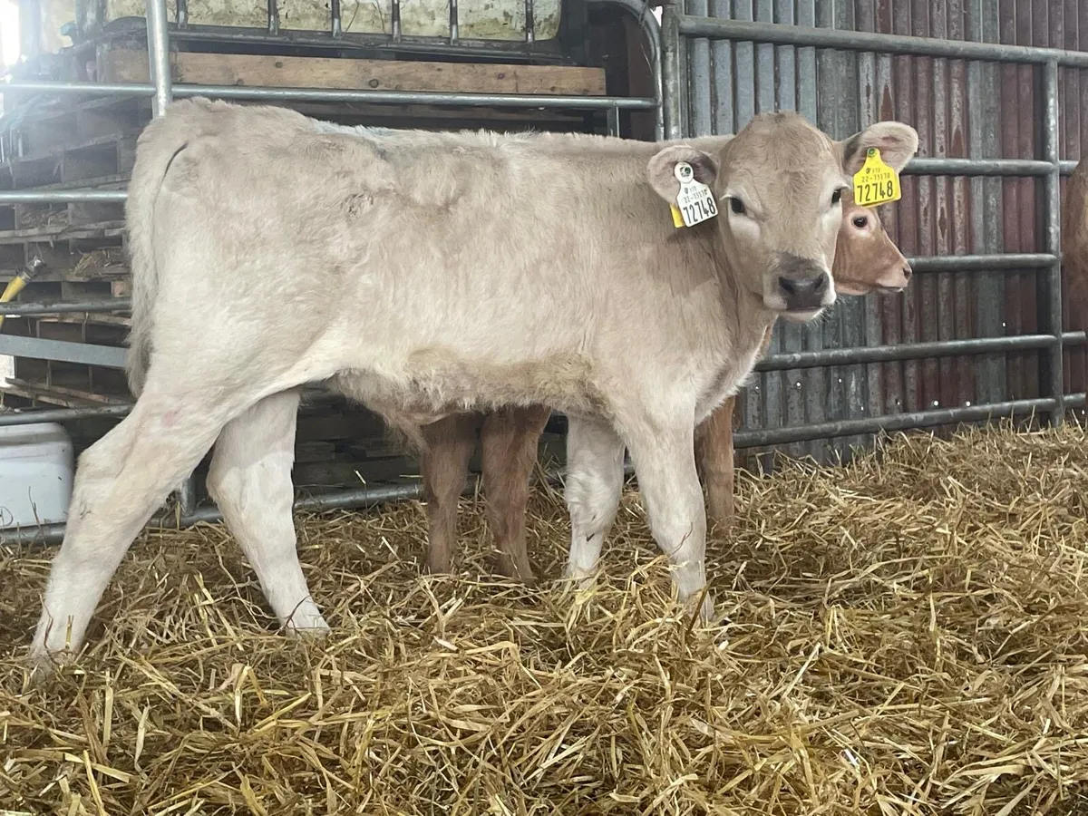 lovely batch of continental bull runners - Image 4