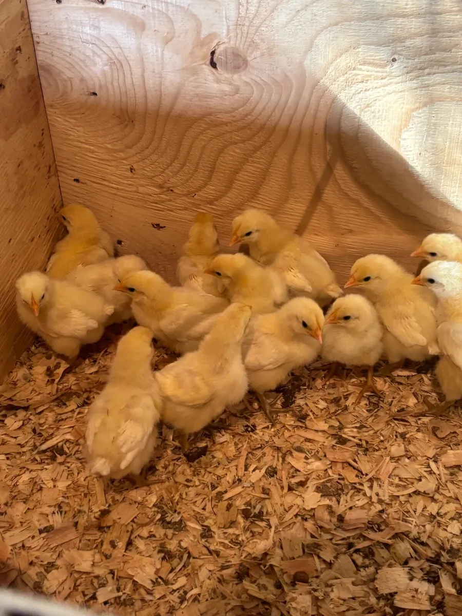 La Bresse chicks - Image 1