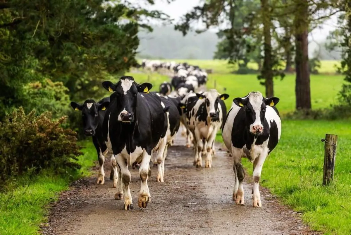 AgriAssist Relief Milkers & Farm Help–Made Simple - Image 1