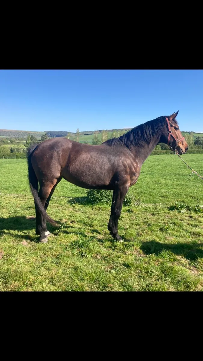 9 year old Bay Filly - Image 1
