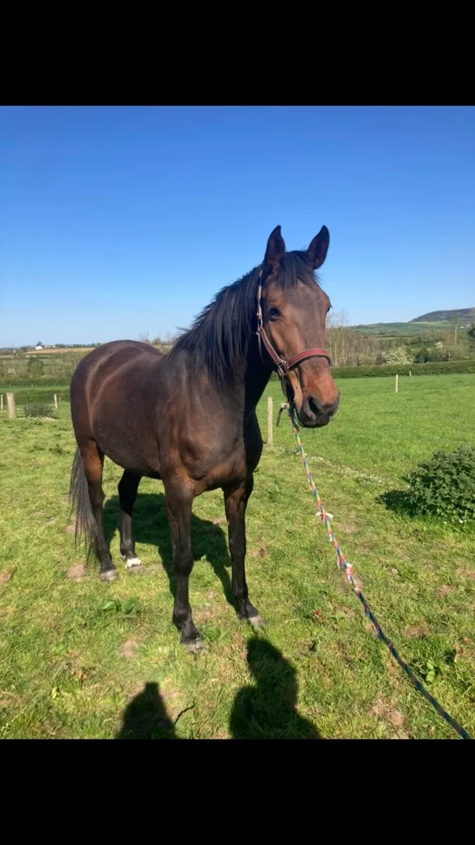 9 year old Bay Filly - Image 2