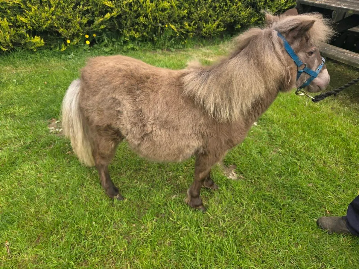 Miniature Filly. - Image 1