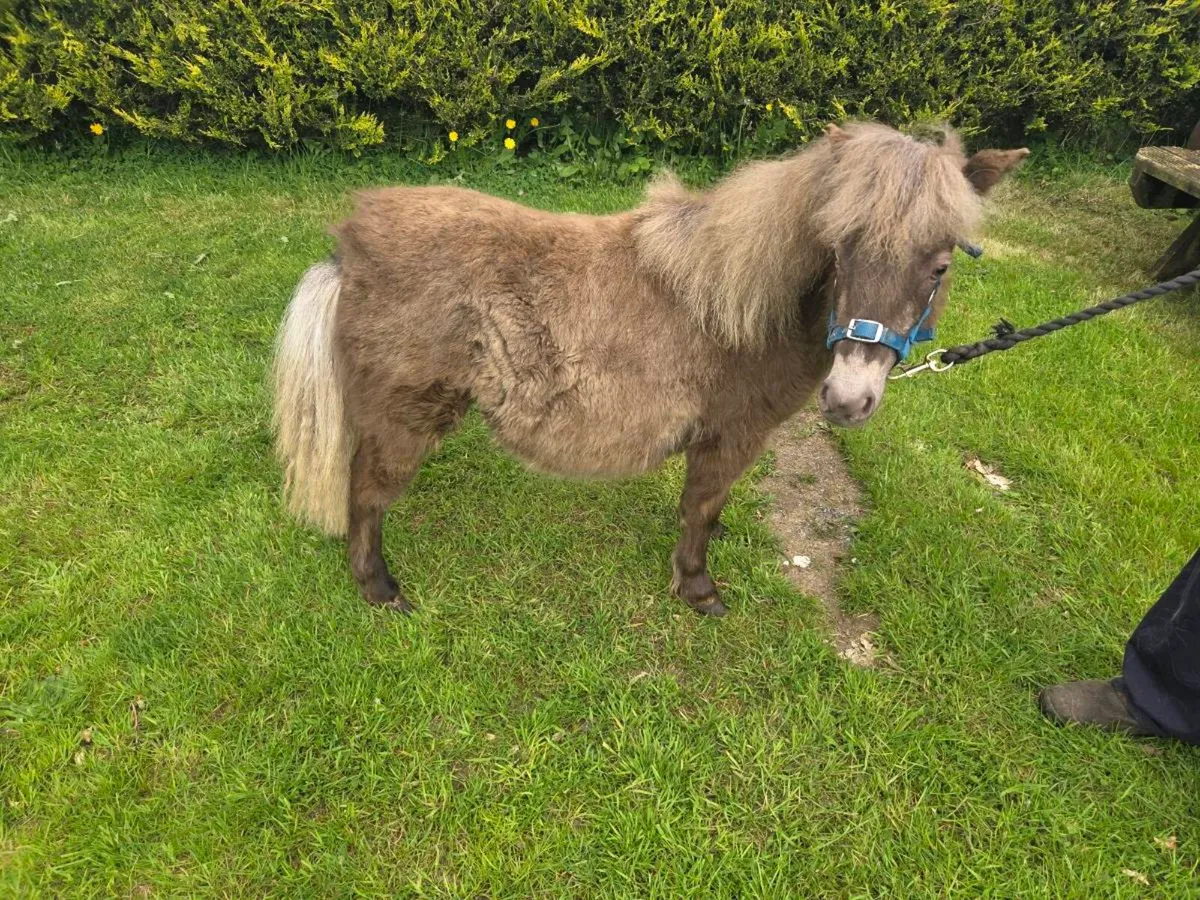 Miniature Filly. - Image 3