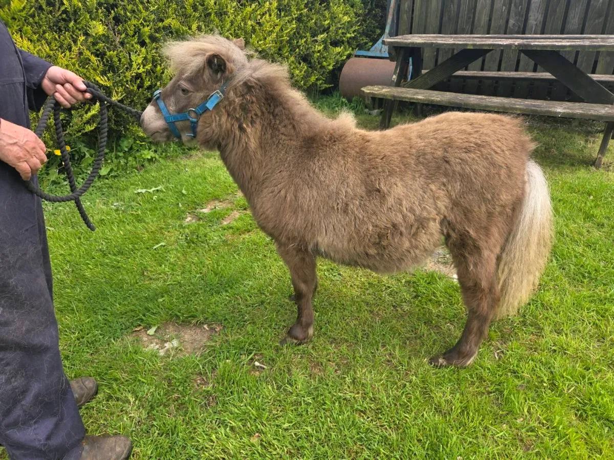 Miniature Filly. - Image 4