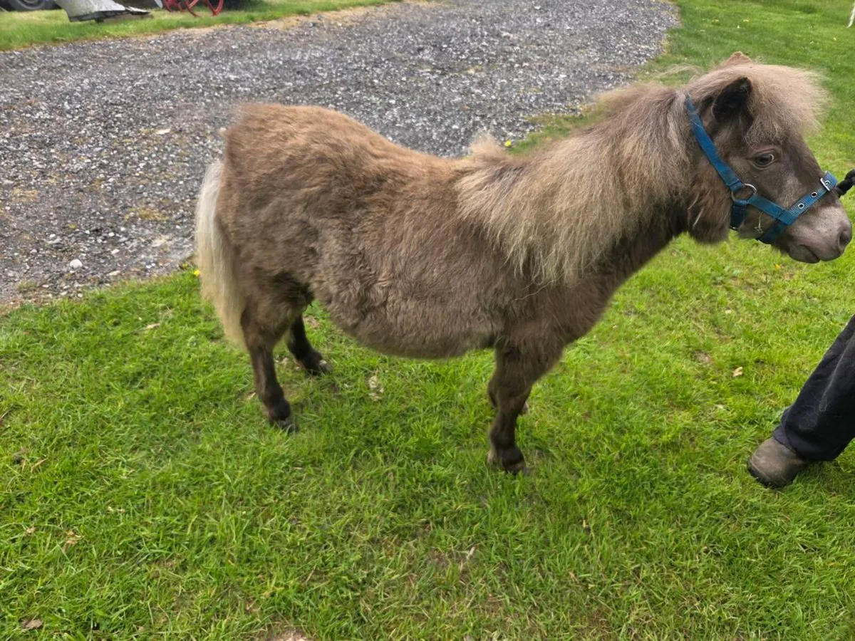 Miniature Filly. - Image 2