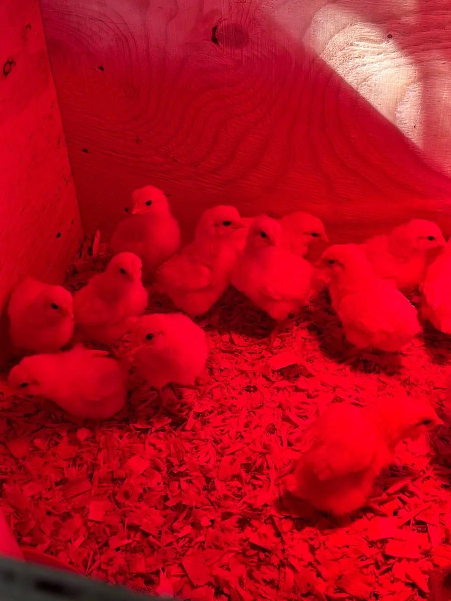 La Bresse chicks - Image 3