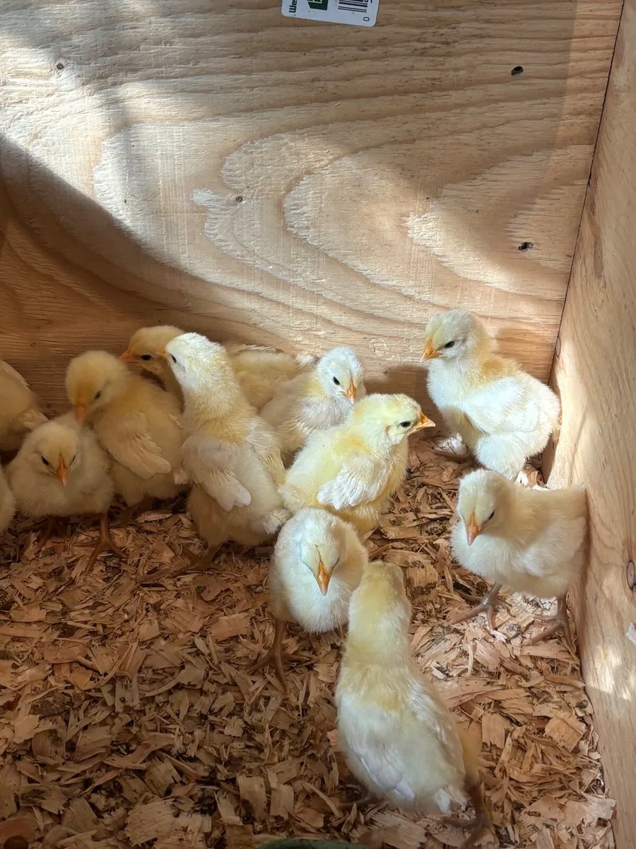La Bresse chicks - Image 2