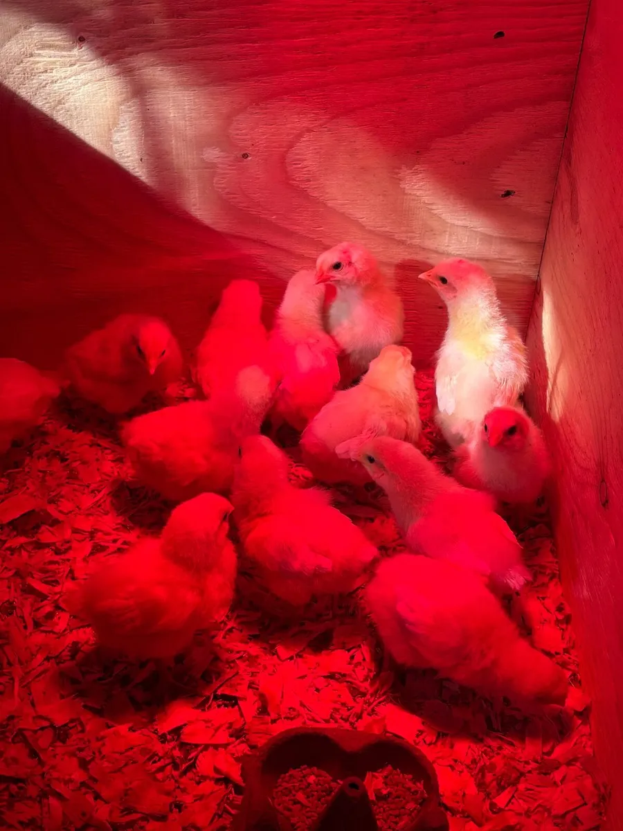La Bresse chicks - Image 4