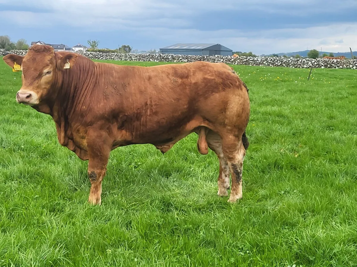 ⭐️2 Limousin Bulls⭐️ - Image 2