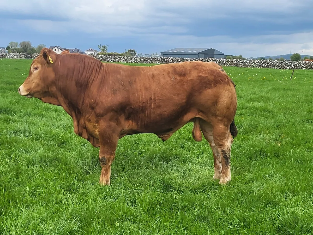 ⭐️2 Limousin Bulls⭐️ - Image 1