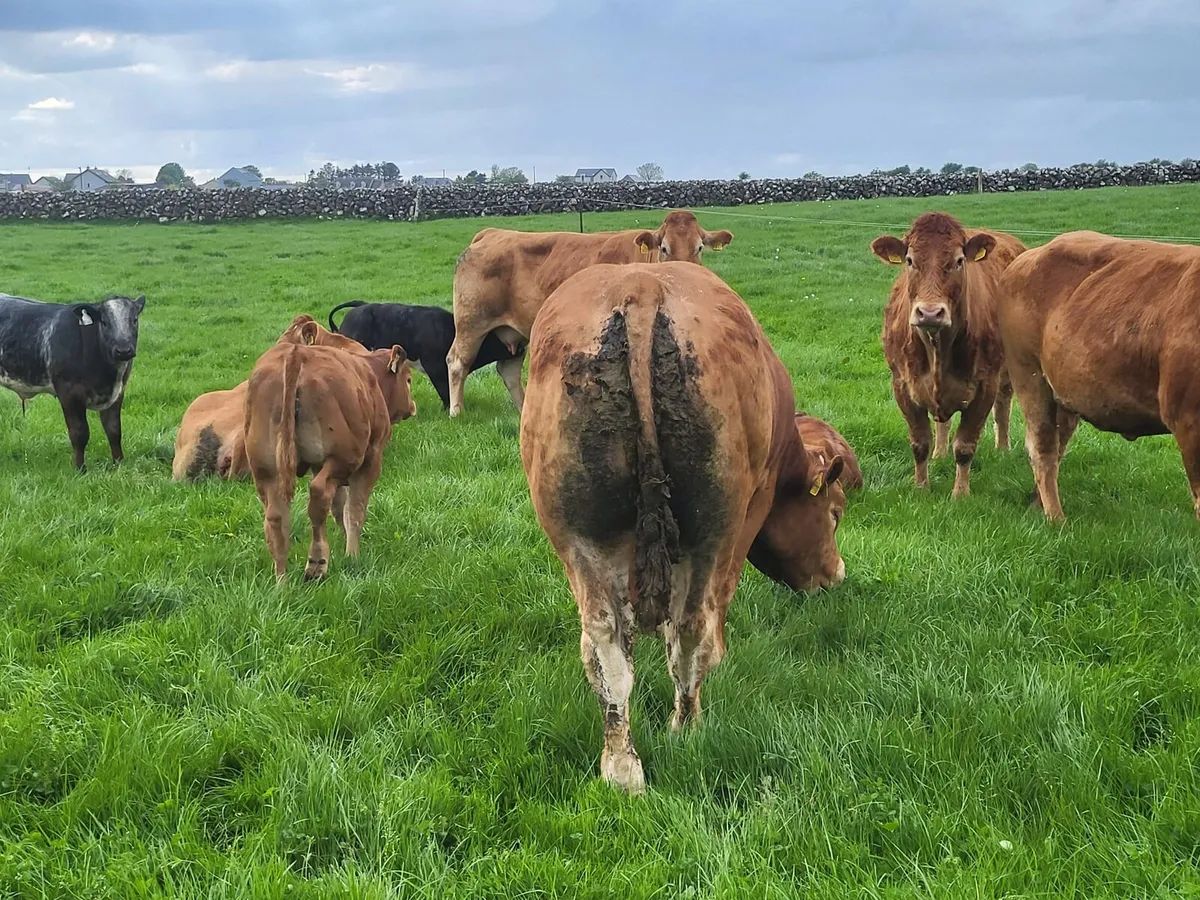 ⭐️2 Limousin Bulls⭐️ - Image 3
