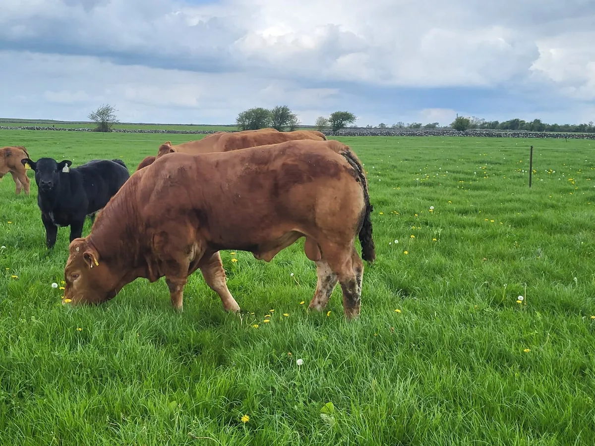 ⭐️2 Limousin Bulls⭐️ - Image 4