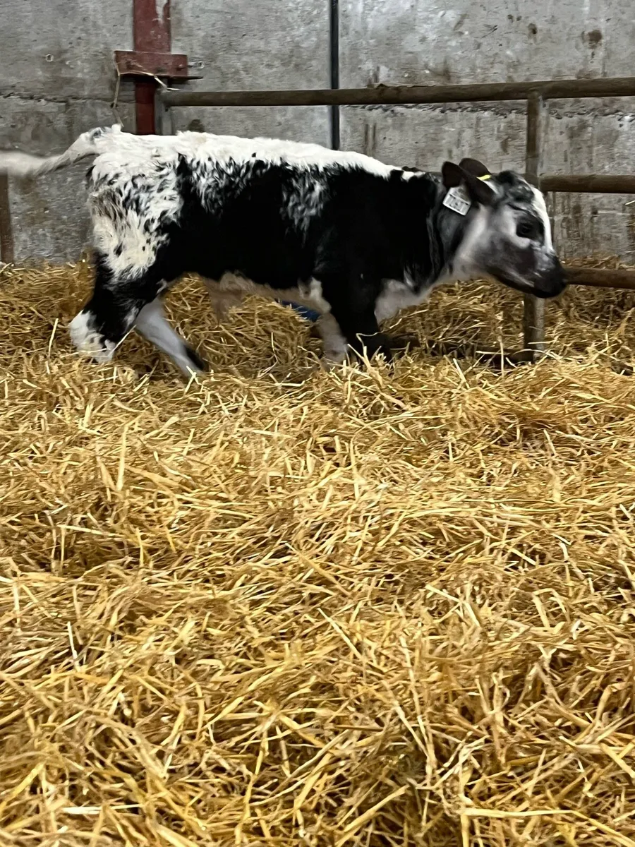 6 Beef Bull Calves - Image 1