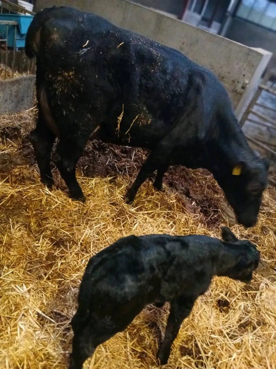 Heifer and calf - Image 1