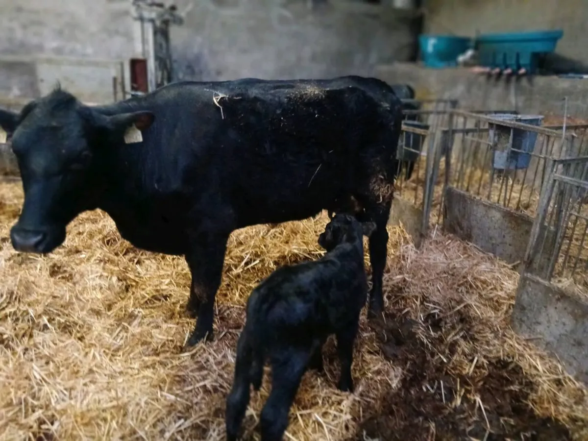 Heifer and calf - Image 2