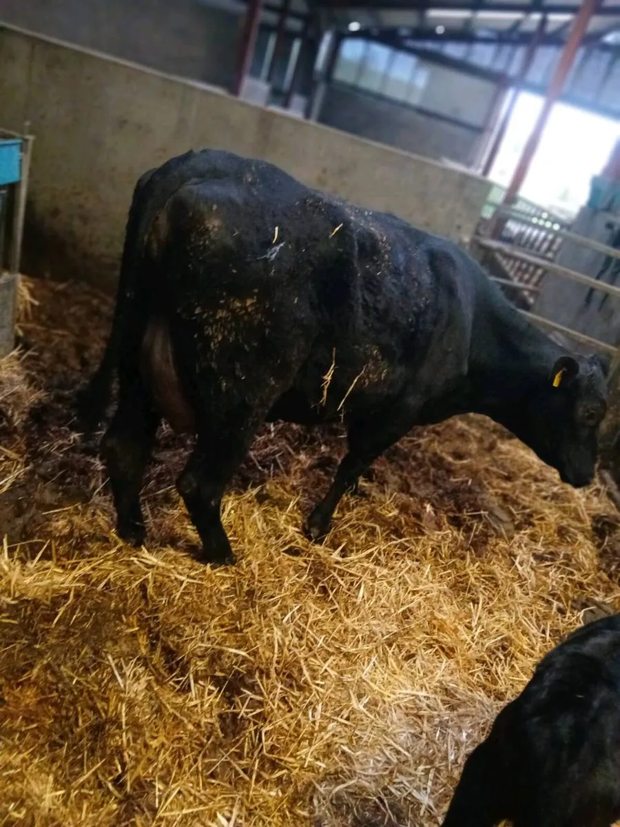 Heifer and calf - Image 3