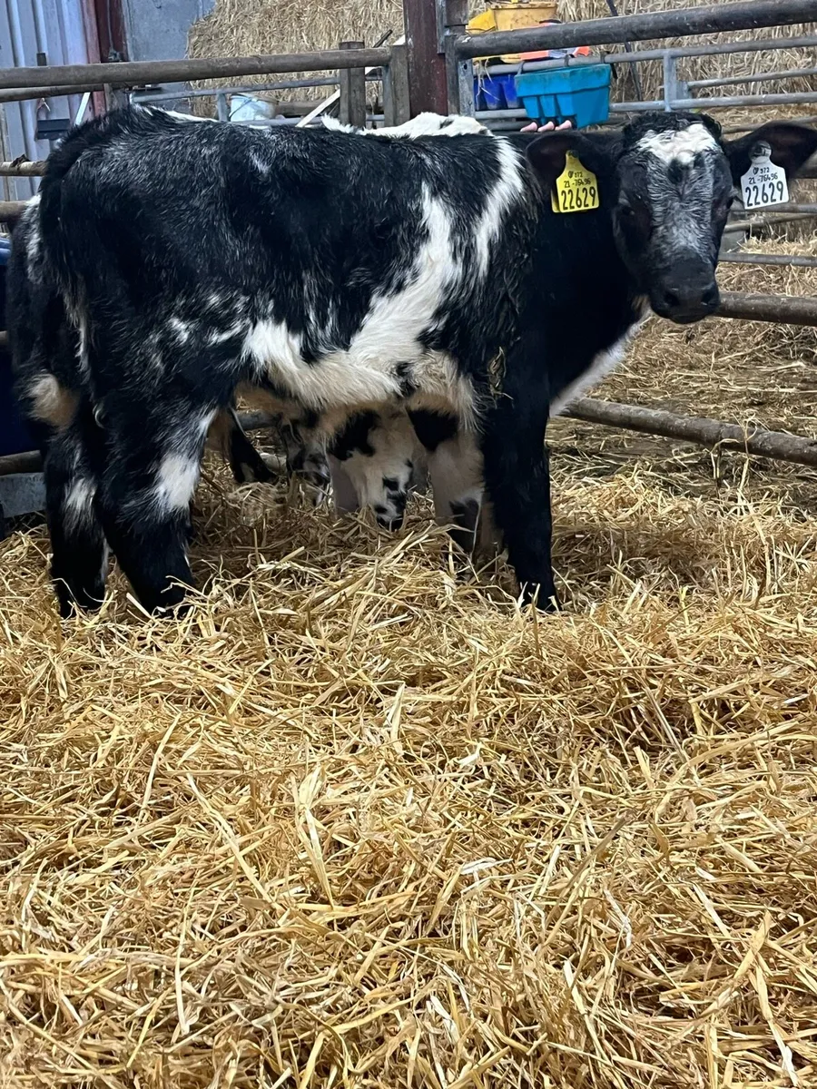 6 Beef Bull Calves - Image 2