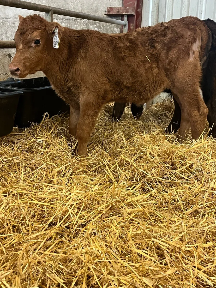 6 Beef Bull Calves - Image 3