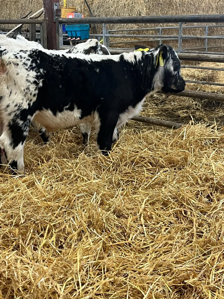 6 Beef Bull Calves - Image 4