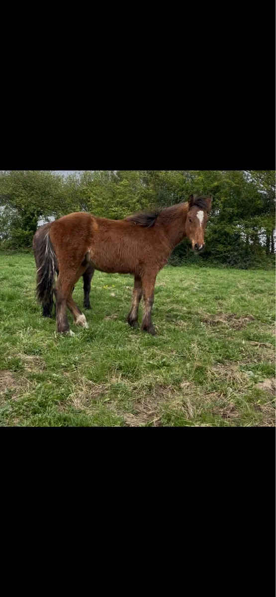 connemara yearling by tully D - Image 1