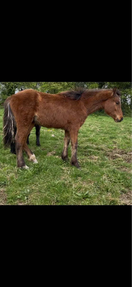 connemara yearling by tully D - Image 2