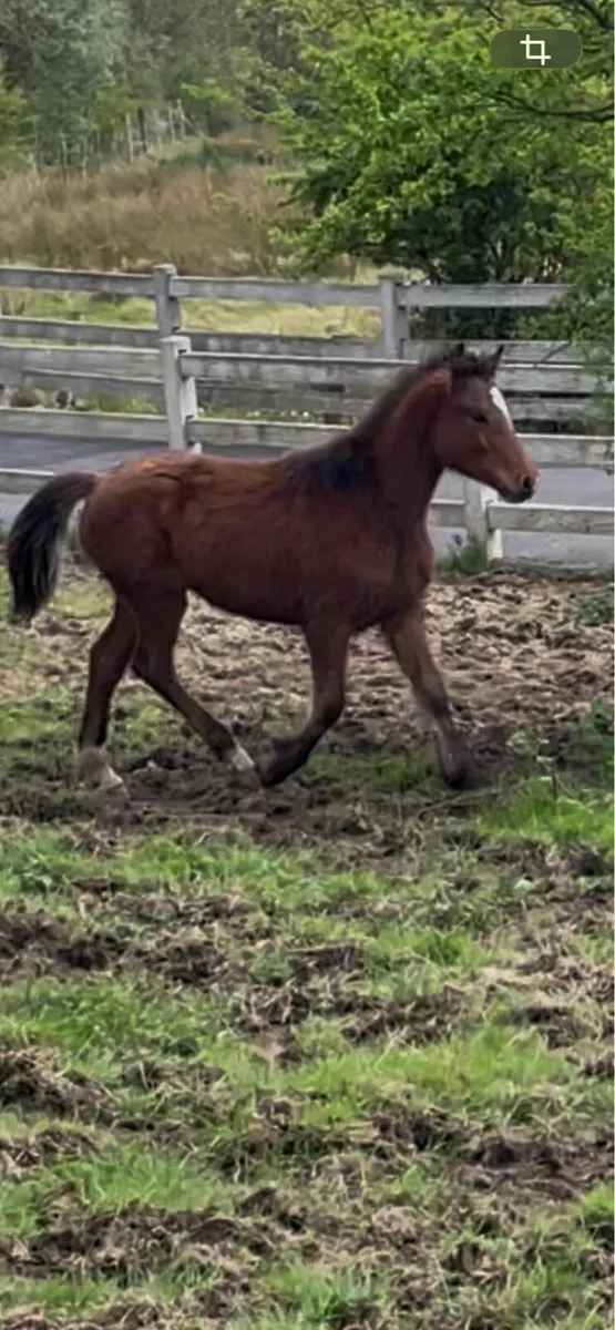 connemara yearling by tully D - Image 3