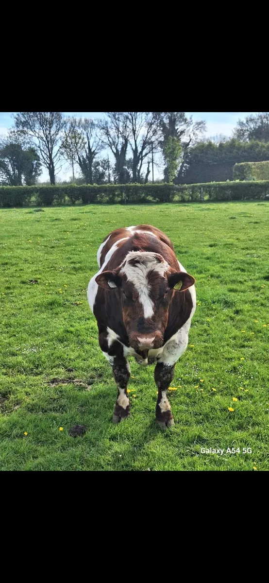 Red Belgian blue bull - Image 2