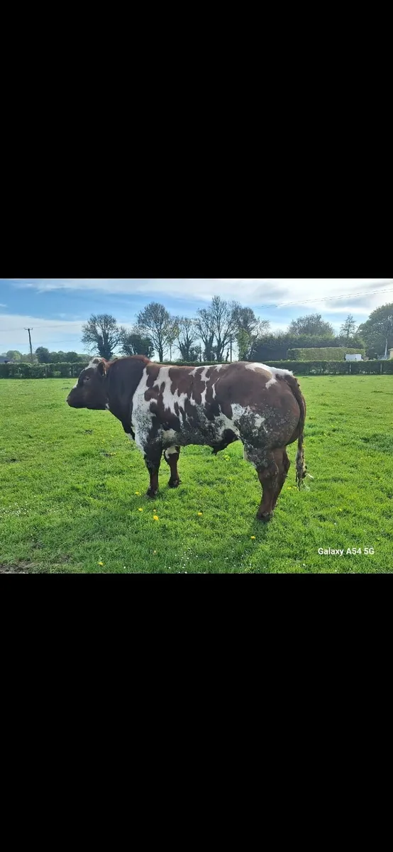 Red Belgian blue bull - Image 3