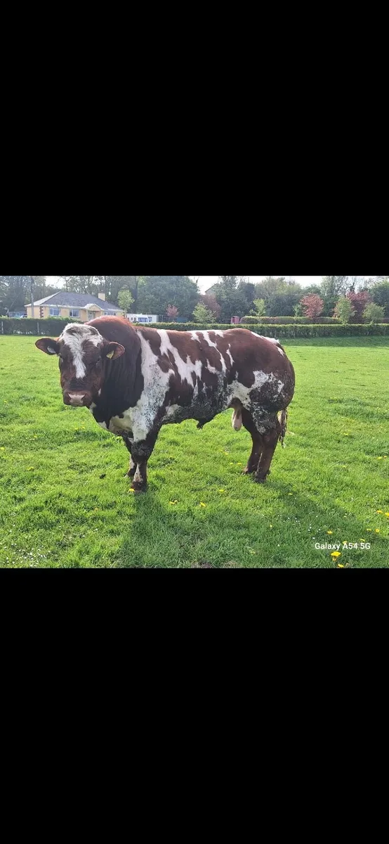 Red Belgian blue bull - Image 4