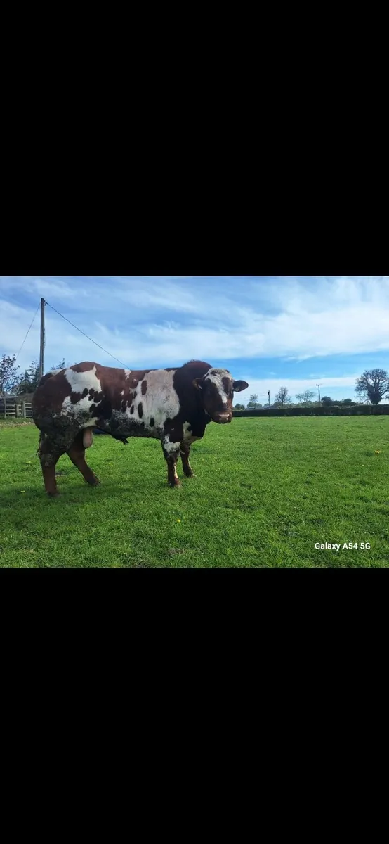 Red Belgian blue bull - Image 1